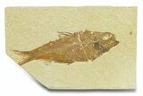Detailed Fossil Fish (Knightia) - Wyoming #289905-1